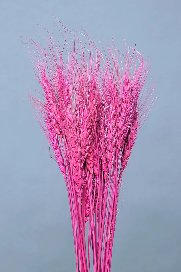 WHEATGRASS-LIGHT PINK COLOUR